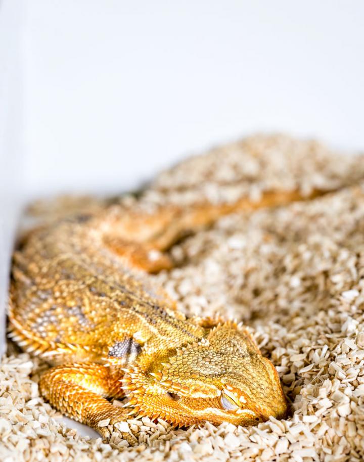 Sleeping Bearded Dragon