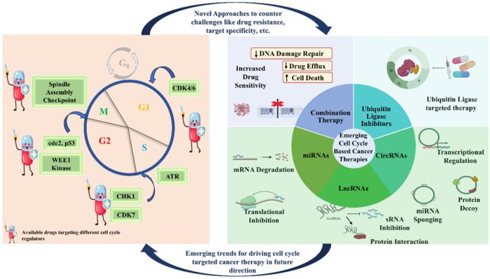 Bridging the Gap: How Innovative Strategies Are Enhancing the Effectiveness of Existing Cell Cycle Cancer Therapies.