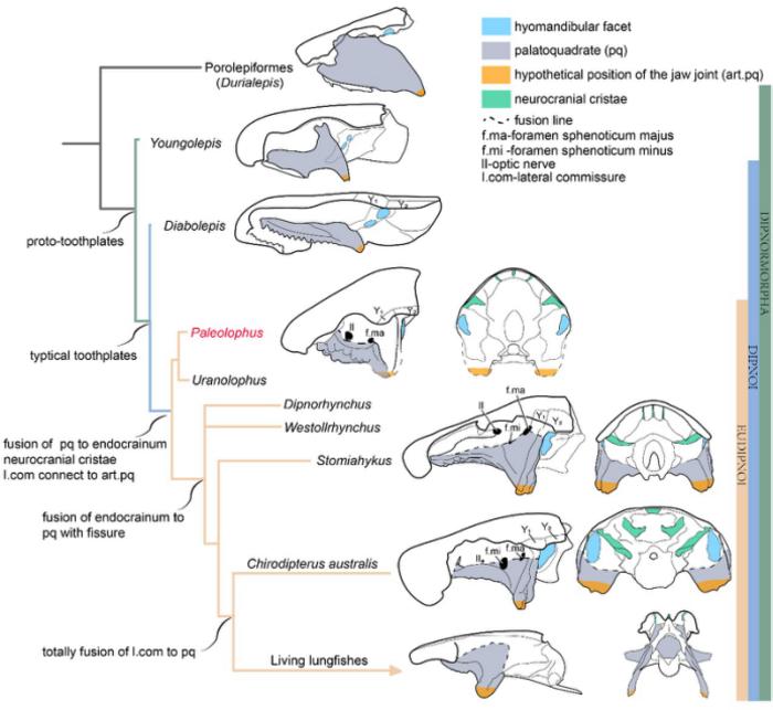 Cranium evolution of early lungfishes