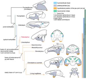 Cranium evolution of early lungfishes