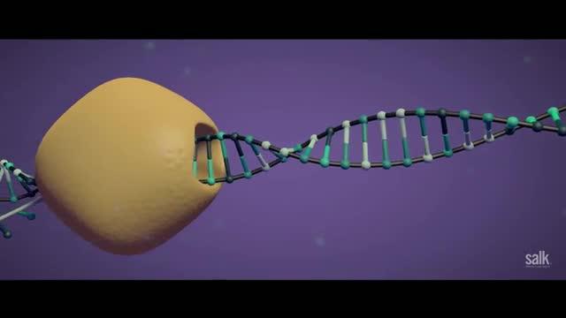 Konermann et al., <i>Cell</i> Video
