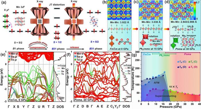 High-Pressure Superconductivity Phase Stabilized in Manganese Chalcogenide Alloy