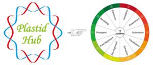 PLASTIDHUB IS AN INTEGRATED PLASTOME ANALYSIS PLATFORM INCLUDING 10 TOOL KITS. THE STREAMLINED PHYLOGENOMIC PIPELINE SPANNING PLASTOME ANNOTATION, PHYLOGENETIC RECONSTRUCTION AND COMPARATIVE GENOMICS.