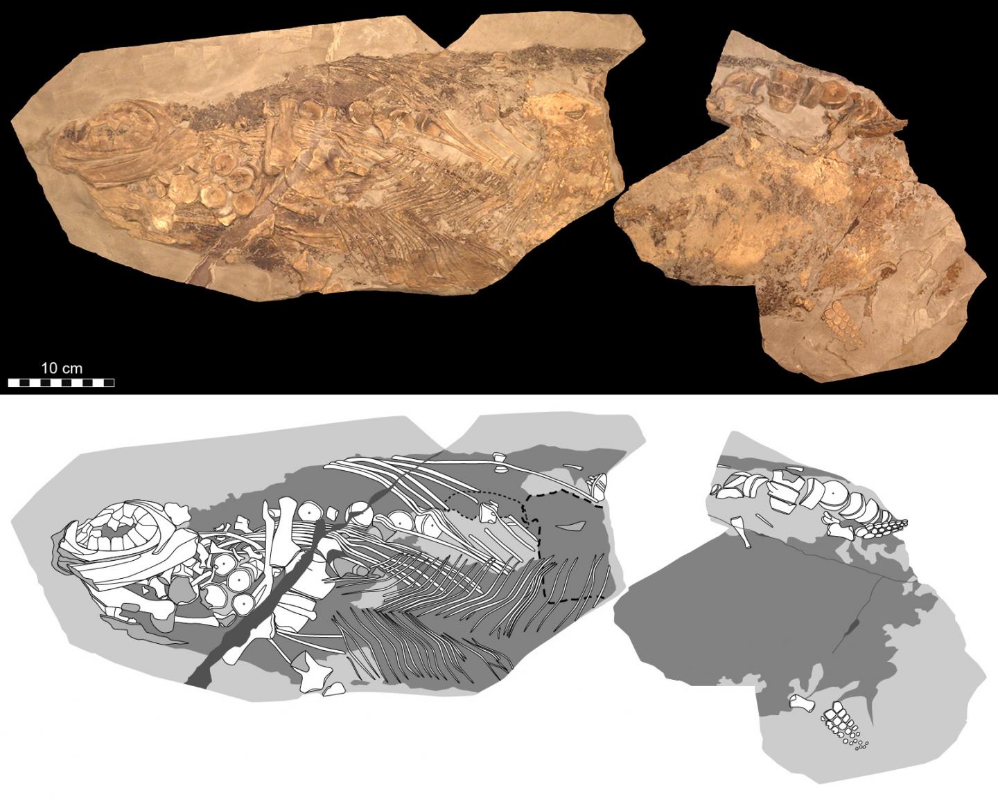 Spectacular Soft-Tissue Fossil