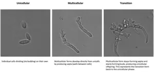 Marine yeast Horatia werneckii switches between single-celled and multicellular forms