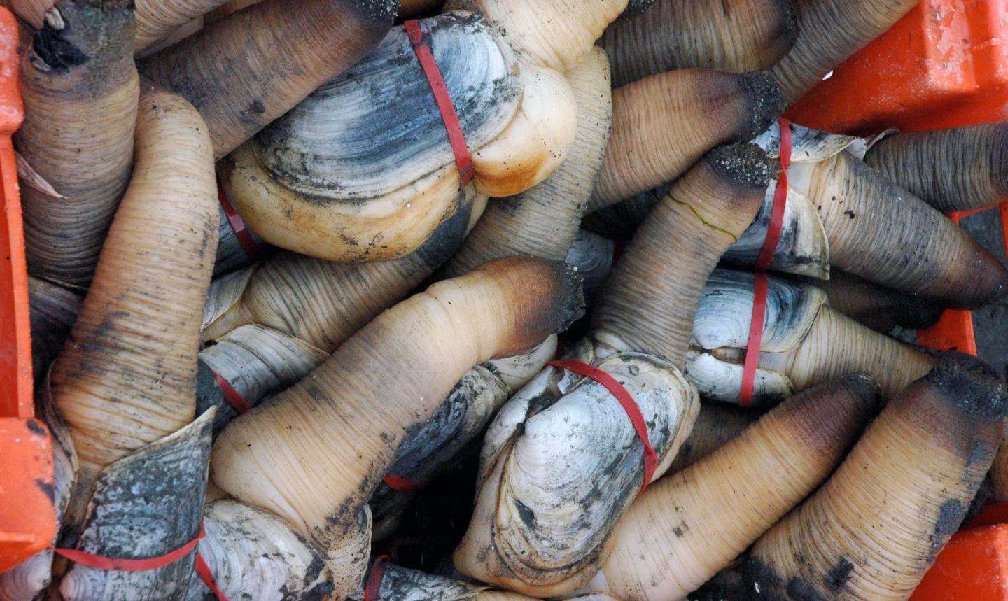Geoduck Clams