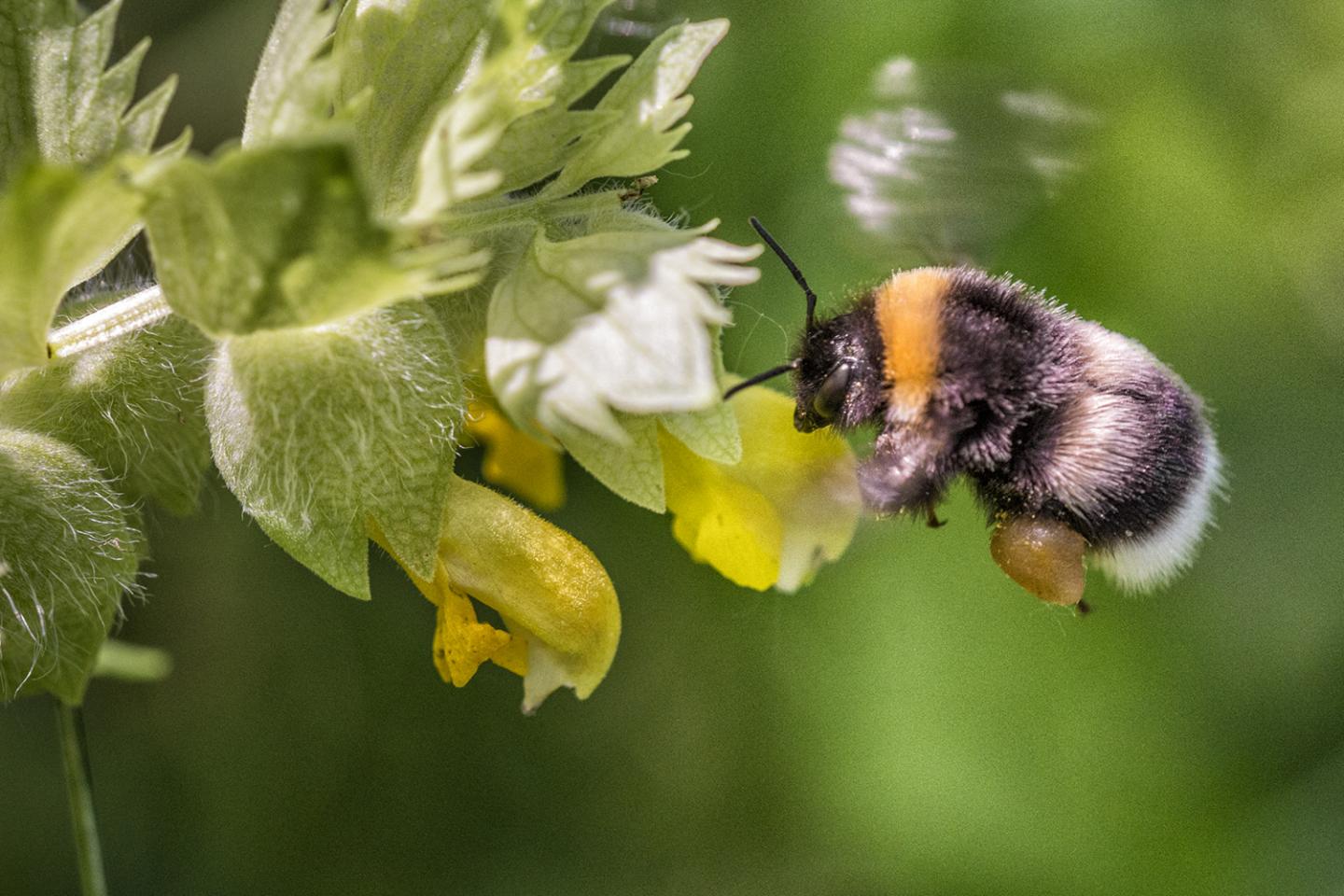 Bee