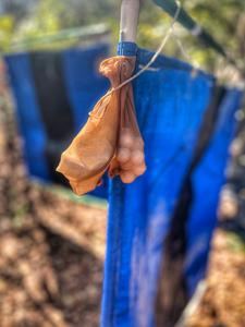 IMG_4375 – A trap in Malawi is baited with an artificial chemical lure