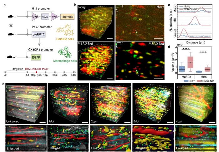Five-Channel In Vivo Imaging of Mouse Muscle During Regeneration