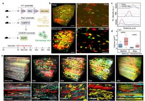 Five-Channel In Vivo Imaging of Mouse Muscle During Regeneration