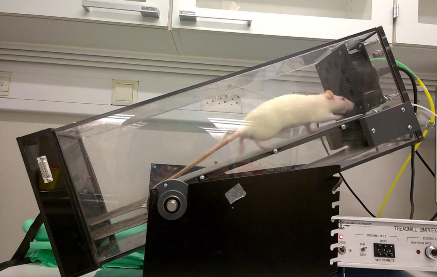 Exercising rats help researchers unlock the secrets of cardiac health and exercise