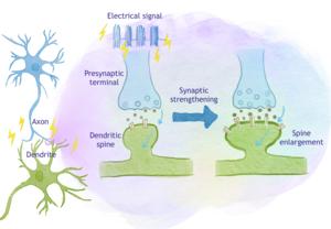 Illustration of long-term potentiation (LTP), the process of synaptic strengthening