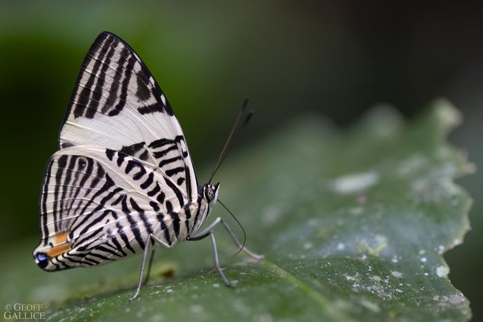 Nymphalid butterfly