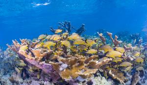 Elkhorn coral and school of blue-striped grunts in the Caribbean