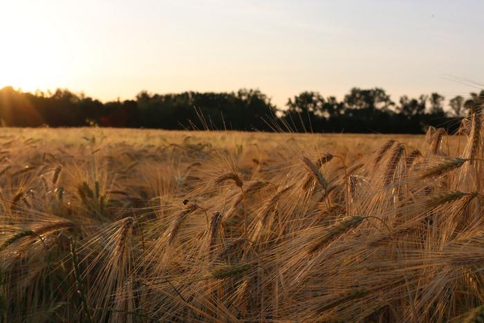 Barley
