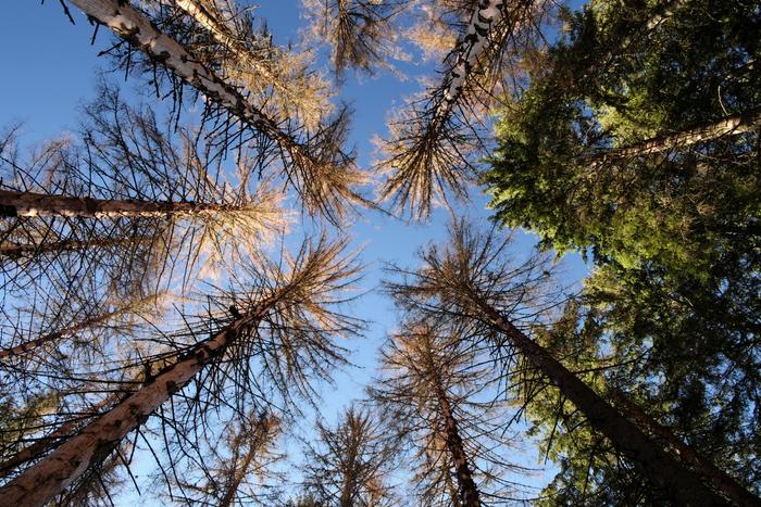 TUM researchers have modeled how bark beetles, storms and wildfires could affect Europe’s forests.