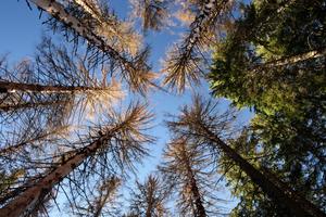 TUM researchers have modeled how bark beetles, storms and wildfires could affect Europe’s forests.