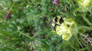 Bee 2