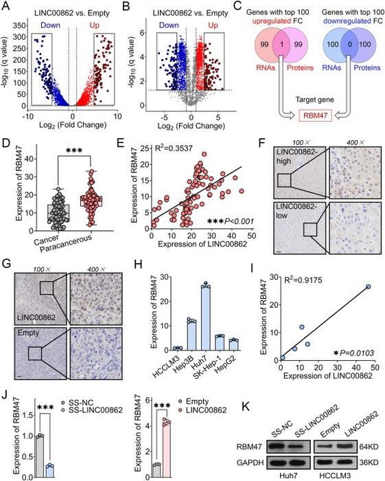 RBM47 serves as a target molecule for LINC00862.