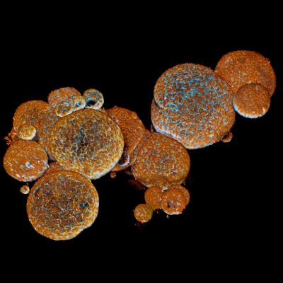 Snake Venom Gland Organoids