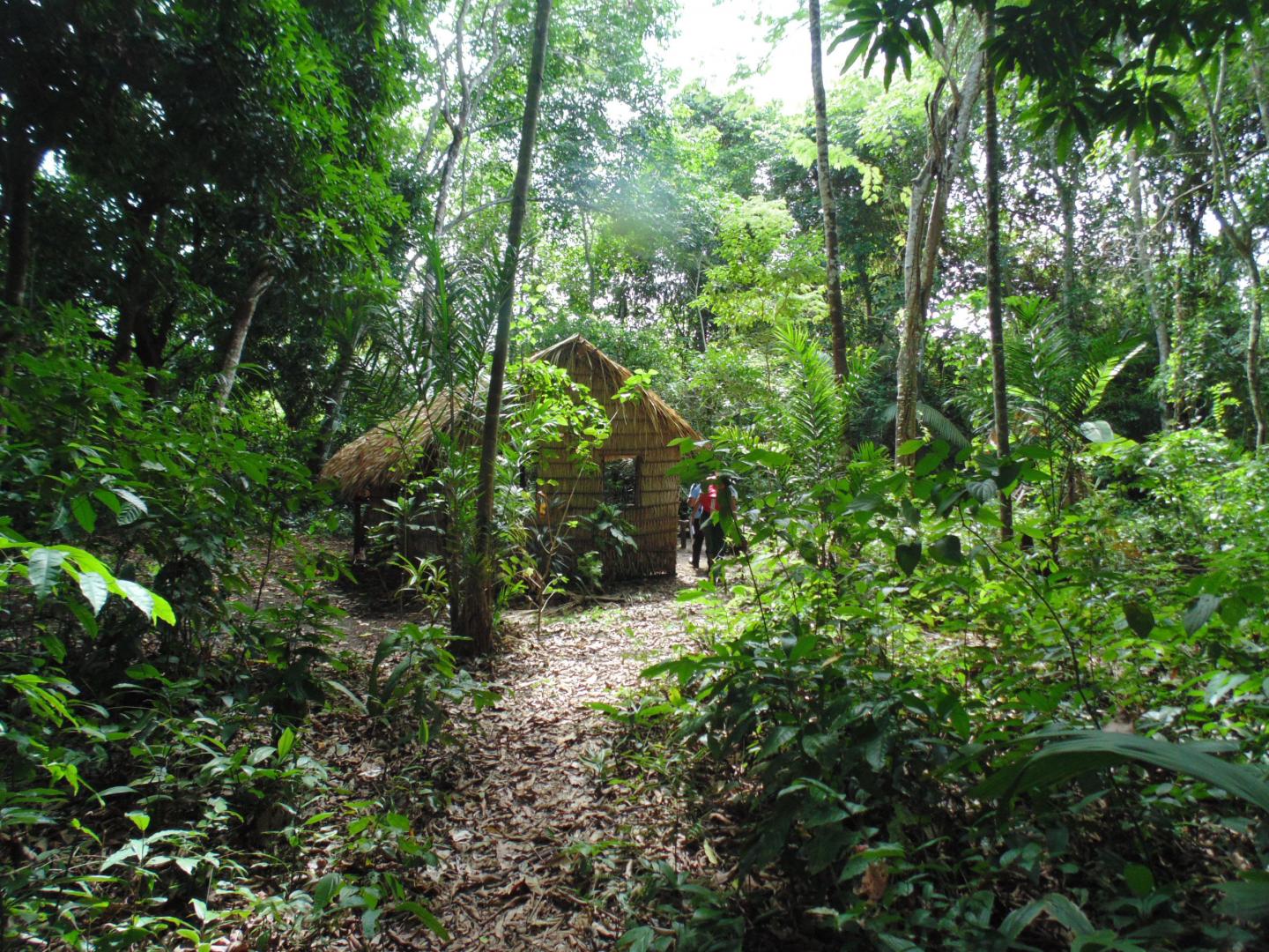 Plant Dominance in the Amazon Is Shaped by Past Civilizations (5 of 15)