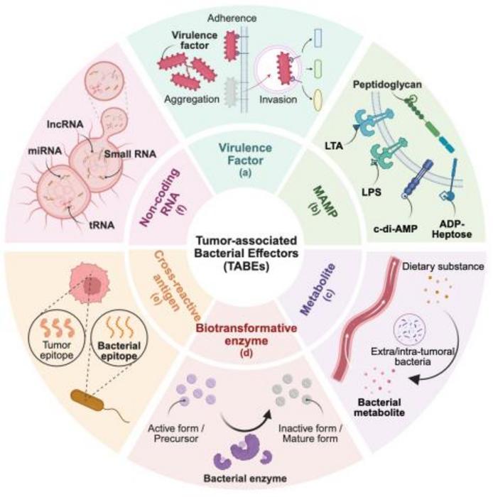Major types of tumor-associated bacterial effectors (TABEs) in cancer