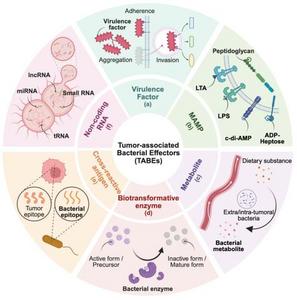 New classification framework proposes “tumor-associated bacterial ...