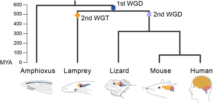 Timeline, whole genome duplications