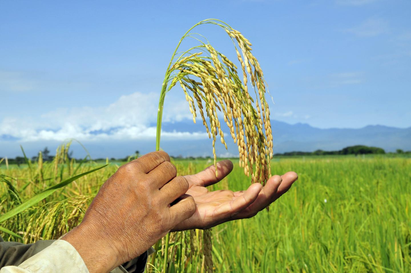 Colombia Rice 2