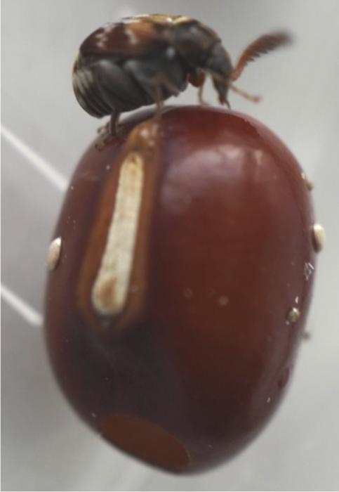 The azuki bean beetle (Callosobruchus chinensis)