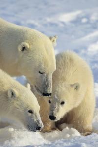 Ancestry of Polar Bears Traced to Ireland (2 of 3)