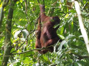Mother and infant wild Bornean orangutans