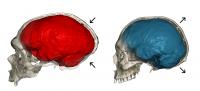 Scan of the Neandertal Fossil and Modern Human Endocranial Imprint
