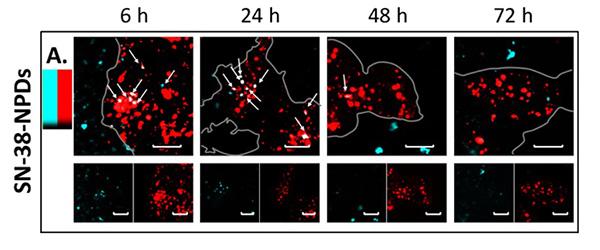 Further Details Revealed About a Highly-efficient Anticancer Drug Delivery System