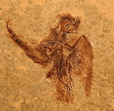 <i>Eocypselus rowei</i>, Wyoming