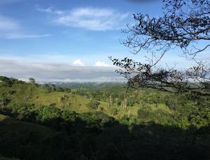 Recovering forest in Panama