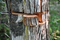 Consulting the Tree Rings