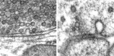 Exocytosis and Endocytosis