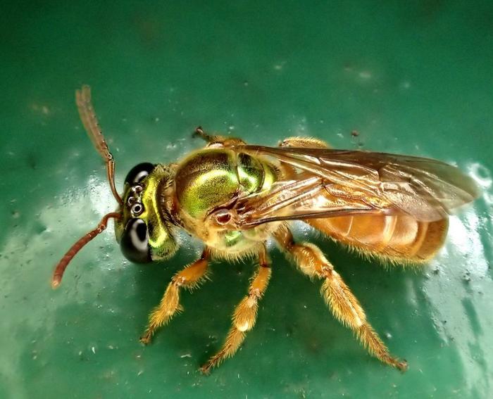 Megalopta genalis 1
