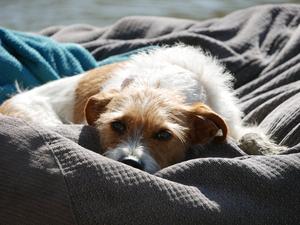 Lying dog