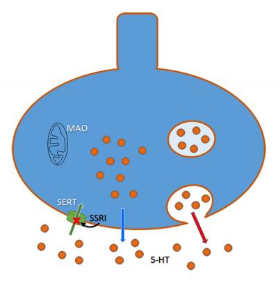 Serotonin