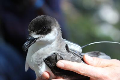 Black-Capped Petrel