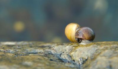 <i>Littorina saxatilis</i>