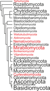 Novel fungal lineages plug the holes in the Fungal Tree of Life.