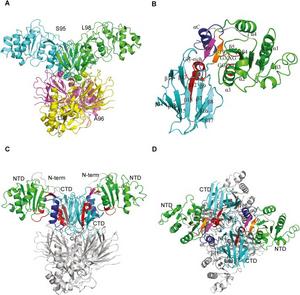 Cryo-EM structure of full-length human NADK.