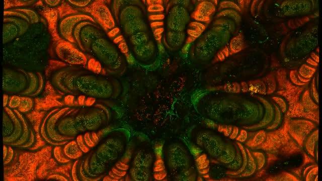Imaging Videos