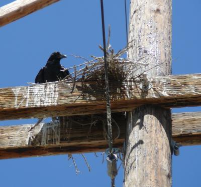 Common Raven