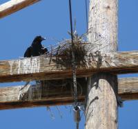Common Raven