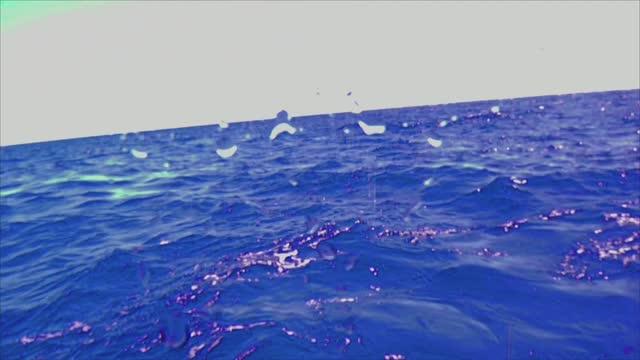 Coral Sea Expedition By the Numbers