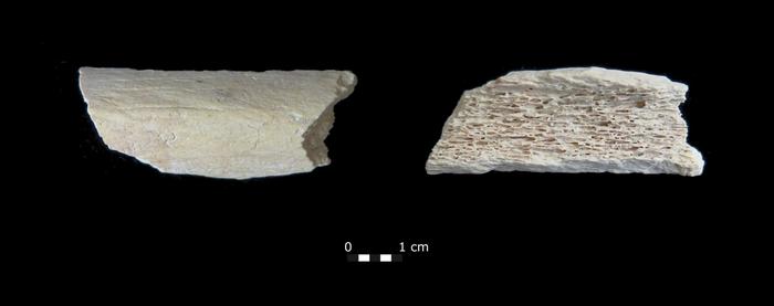 Fig. 2: Photograph of Star 1 before the human bone was CT scanned, radiocarbon dated and underwent ancient DNA extraction.